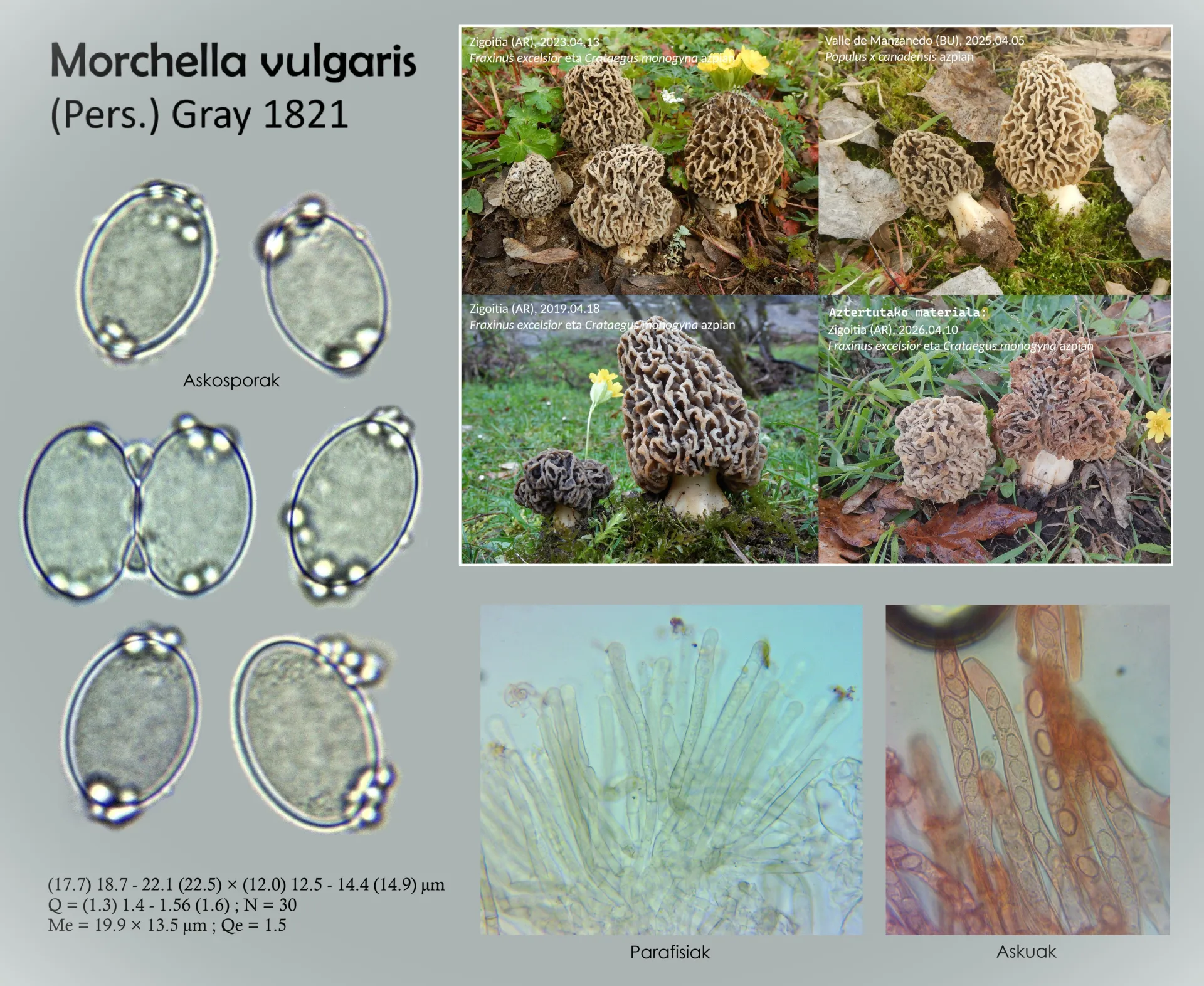 Microscopía de Morchella vulgaris